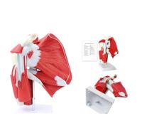 Muscled Shoulder Joint Model with Ligament Upper Limb Muscle Anatomy Model Shoulder Musculature from Rotator Cuff to Subscapular Muscles Medical Teaching