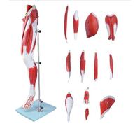 Muscles of The Human Leg,Medical Anatomical Muscular Leg Model 13 Parts Life Size Human Anatomy Model Leg Muscle Model for Study Display Teaching Medical Model