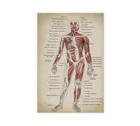Muscular And Circulatory System Infographic Anatomy Poster(1) Canvas Poster Bedroom Decor Landscape Office Room Decor Gift 12x18inch(30x45cm)