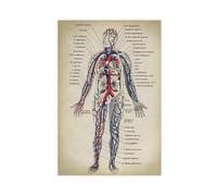 Muscular And Circulatory System Infographic Anatomy Poster(2) Canvas Poster Wall Art Decor Print Picture Paintings for Living Room Bedroom Decoration 12x18inch(30x45cm)