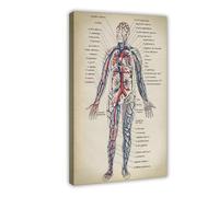 Muscular And Circulatory System Infographic Anatomy Poster(2) Canvas Poster Wall Art Decor Print Picture Paintings for Living Room Bedroom Decoration 20x30inch(50x75cm)