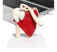 Muscular Model of One - premium modern Shoulder, Anatomical Aid, For Teaching the Shoulder Joint, For The Benefit Doctors Teachers Men | Multipurpose Outdoor Indoor Utility