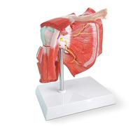Muscular Model of The Shoulder Joint, Complete Anatomy Model with Muscles, Replica with Musculature, Includes Base for Medical Education A
