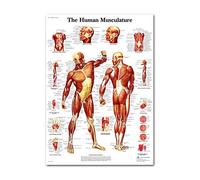 Muscular & Skeletal System Anatomical Poster Set Human Skeleton & Muscle Anatomy Single Sided19" X 27" Posters For Teen Girls Room Bands