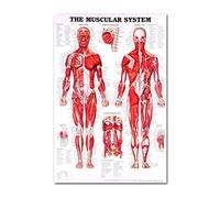 Muscular & Skeletal System Anatomical Poster Set Human Skeleton & Muscle Anatomy Single Sided19" X 27" Posters For Teen Girls Room Bands
