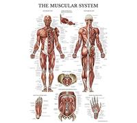 Muscular System Anatomical Poster - Laminated - Muscle Anatomy Chart - Double Sided (18 x 27)