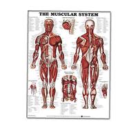 Muscular System Anatomical Poster Multi Function Muscle Anatomy Muscular Graphic Chart Muscle Learning Tool