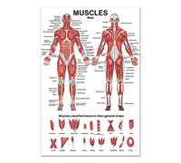 Muscular System Anatomical Poster Muscle Anatomy Chart In Front/Back Sided 19.69x27.56 Inches For Hospital Gymnasium Muscle Posters Anatomy Large For Massage Therapist
