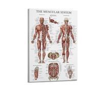 Muscular System Anatomy Diagram58的Modern Canvas Wall Art Print for Bedroom Living Room Premium Printed Home Decor Poster16x24inch(40x60cm)
