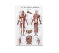 Muscular System Anatomy Diagram58的Modern Canvas Wall Art Print for Bedroom Living Room Premium Printed Home Decor Poster12x18inch(30x45cm)