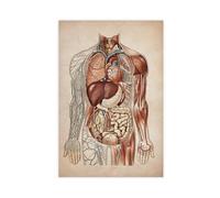 Muscular System- Human Anatomy Canvas Poster Wall Art Decor Print Picture Paintings for Living Room Bedroom Decoration 16x24inch(40x60cm)