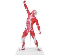 Muscular System Model Human Body Muscle Structure 50cm PVC Detailed Anatomy Display For Medical Teaching Art Study