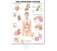 Muscular System Posters and Prints Anatomy Chart Human Body School Medical Scien