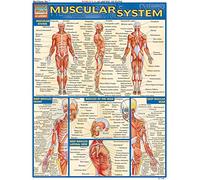 Muscular System (Quick Study Academic)