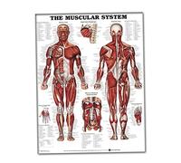 Muscular System Wall Chart Lifelike Anatomical Learning 50x70cm Silk Cloth Poster Muscle Anatomy Chart Anatomical Paper Muscle Anatomy Muscular Poster System Wall Skeleton Po