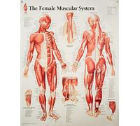 Muscular System with Female Figure Laminated Poster