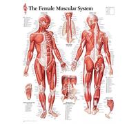 Muscular System with Female Figure Paper Poster