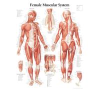 Muscular System with Female Figure Paper Poster