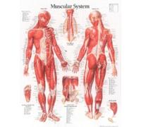 Muscular System with Male Figure Paper Poster