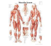 Muscular System with Male Figure Paper Poster