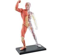 Musculoskeletal Assembly Model Detachable Teaching Model Plastic Human Body Model Wide Range of Application (Muscle)