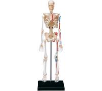 Musculoskeletal Assembly Model Detachable Teaching Model Plastic Human Body Model Wide Range of Application (Skeleton)