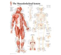 Musculoskeletal System Paper Poster