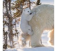 Museums and Galleries Pack of Christmas Cards - Snowy Polar Bear Cub Hitching a Ride - Pack of 5 Cards - Natural History Museum Collection - Wildlife Photographer of the Year - Zero Plastic