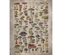 Mushroom Sketchbook: Vintage Mushroom Print, Sketchbook Journal Blank, White Paper, for Drawing and Sketching, for Adult, for Kids, 8.5 x 11 inch, Mushroom Gift, Gift for Mushroom Lovers