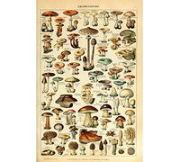 Mushrooms Chart by Millot Poster Retro Wall Art Vintage Style Home Decor Print (30x40 cm)