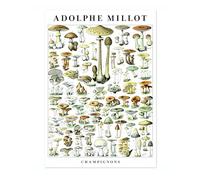 Mushrooms Poster, Vintage Botanical Art Prints, Retro Encyclopedia Illustration Wall Art Plants Botany Pictures, Bedroom Living Room Home Decor, A5 (Print Only) - 21x14.8cm