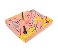 MUSISALY Human Skin Anatomy Model Compact Teaching Aid for Biology and Medical Education Anatomical Skin Structure for Classroom and Laboratory Use and Visual Learning Tool