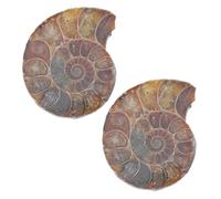 MUSISALY Natural Ammonite Sample Sliced Mineral Decor 3-4Cm 2Pcs Educational Ammonite Models for Science Learning and Home Adornment