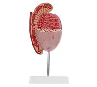 MUSISALY Realistic Male Reproductive Anatomy Model Pvc Human Body Model for Teaching and Display Biology Class Accessory