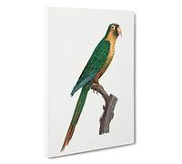 Musk Lorikeet by F. Levaillant Canvas Print | Gallery Wrapped 30mm Frame Wall Art | 30x20 inches | Ready to Hang | Modern Picture | Living Room Bedroom Lounge Office
