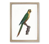 Musk Lorikeet by F. Levaillant Framed Print | A2 Oak Framed Wall Art | Ready to Hang | Modern Nature Picture | Living Room Bedroom Lounge Office