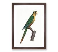 Musk Lorikeet by F. Levaillant Framed Print | A2 Walnut Framed Wall Art | Ready to Hang | Modern Nature Picture | Living Room Bedroom Lounge Office