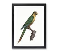 Musk Lorikeet By F. Levaillant Vintage Framed Print | A4 Black Framed Wall Art | Ready to Hang | Classic Nature Picture | Living Room Bedroom Lounge Office
