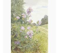 Musk Mallow, Margaret Tarrant - Medici Print