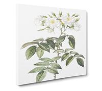 Musk Rose in White by Pierre Joseph Redoute Canvas Print | Gallery Wrapped 30mm Frame Wall Art | 14x14 inches | Ready to Hang | Retro Floral Picture | Living Room Bedroom Lounge Office