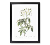 Musk Rose in White by Pierre-Joseph Redoute Framed Print | A2 Black Framed Wall Art | Ready to Hang | Modern Floral Picture | Living Room Bedroom Lounge Office