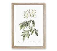 Musk Rose in White by Pierre-Joseph Redoute Framed Print | A2 Oak Framed Wall Art | Ready to Hang | Modern Floral Picture | Living Room Bedroom Lounge Office