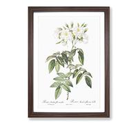 Musk Rose in White by Pierre-Joseph Redoute Framed Print | A2 Walnut Framed Wall Art | Ready to Hang | Modern Floral Picture | Living Room Bedroom Lounge Office