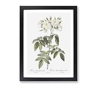 Musk Rose In White By Pierre Joseph Redoute Vintage Framed Print | A2 Black Framed Wall Art | Ready to Hang | Classic Floral Picture | Living Room Bedroom Lounge Office