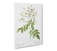 Musk Roses In White By Pierre Joseph Redoute Canvas Print | Gallery Wrapped 30mm Frame Wall Art | 20x14 inches | Ready to Hang | Retro Floral Picture | Living Room Bedroom Lounge Office