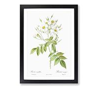 Musk Roses in White by Pierre-Joseph Redoute Framed Print | A2 Black Framed Wall Art | Ready to Hang | Modern Nature Picture | Living Room Bedroom Lounge Office