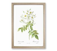 Musk Roses in White by Pierre-Joseph Redoute Framed Print | A2 Oak Framed Wall Art | Ready to Hang | Modern Nature Picture | Living Room Bedroom Lounge Office