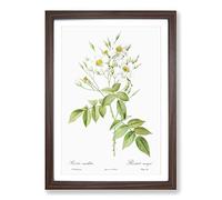 Musk Roses in White by Pierre-Joseph Redoute Framed Print | A2 Walnut Framed Wall Art | Ready to Hang | Modern Nature Picture | Living Room Bedroom Lounge Office