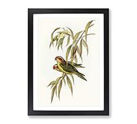 Musky Lorikeet Birds By Elizabeth Gould Vintage Framed Print | A2 Black Framed Wall Art | Ready to Hang | Classic Nature Picture | Living Room Bedroom Lounge Office