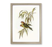Musky Lorikeet Birds By Elizabeth Gould Vintage Framed Wall Art Print, Ready to Hang Picture for Living Room Bedroom Home Office Décor, Oak A4 (34 x 25 cm)